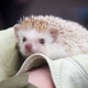 Illustration for article titled Hedgehog Makes Weather Prediction In Animal Meteorology Throwdown